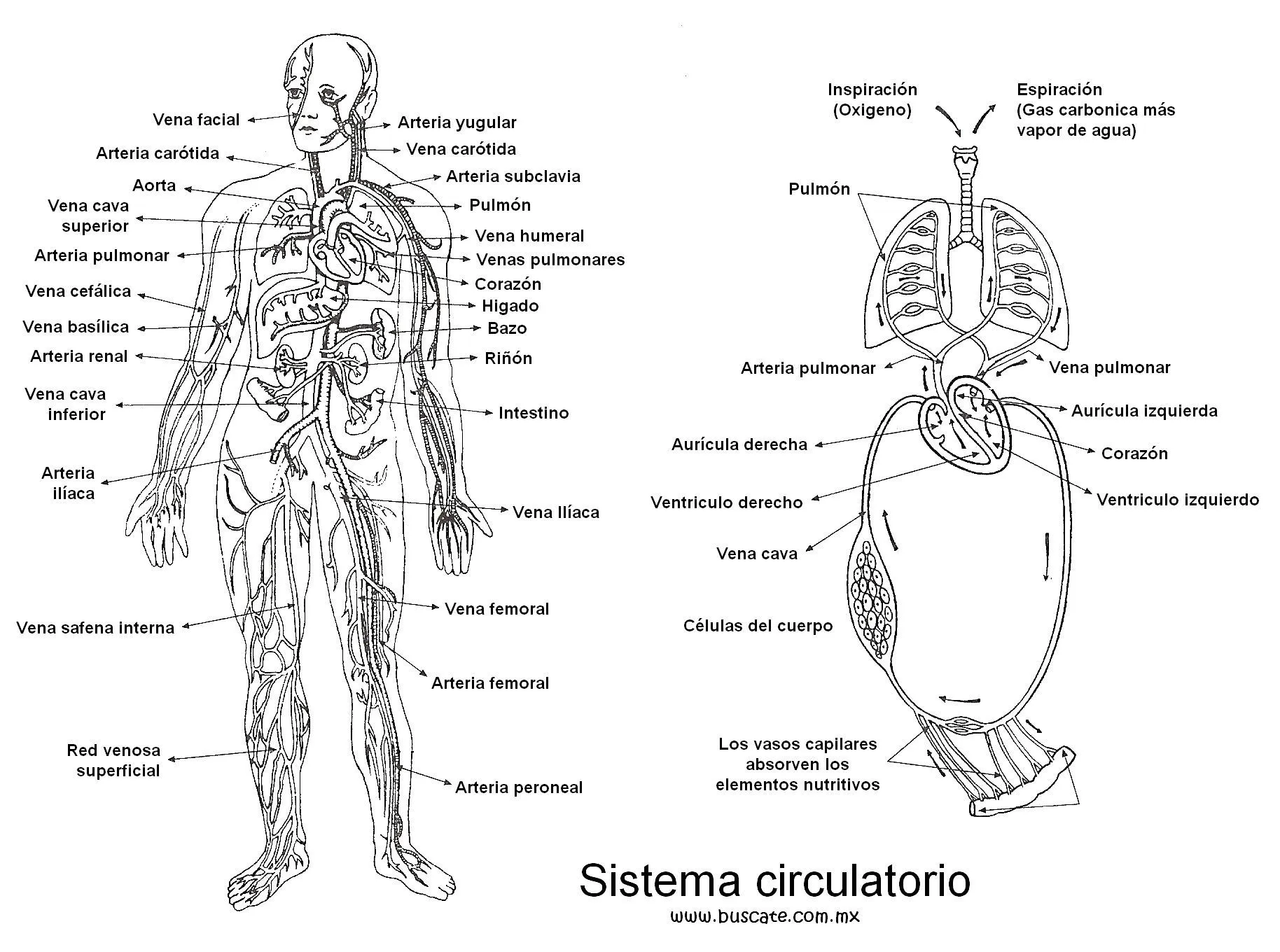 Esquema del sistema circulatorio, con los nombres de sus partes. | Sistema circulatorio, Venas pulmonares, Cuerpo humano Esquema del sistema circulatorio, con los nombres de sus partes. | Sistema circulatorio, Venas pulmonares, Cuerpo humano