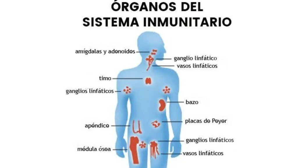 ▷ Esquema del sistema inmunológico ¡Fotos & Guía 2021! ▷ Esquema del sistema inmunológico ¡Fotos & Guía 2021!