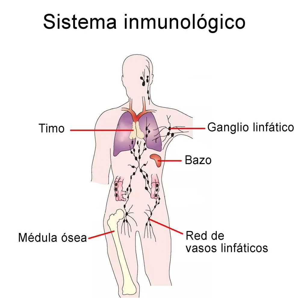 ▷ Esquema del sistema inmunológico ¡Fotos & Guía 2021! ▷ Esquema del sistema inmunológico ¡Fotos & Guía 2021!