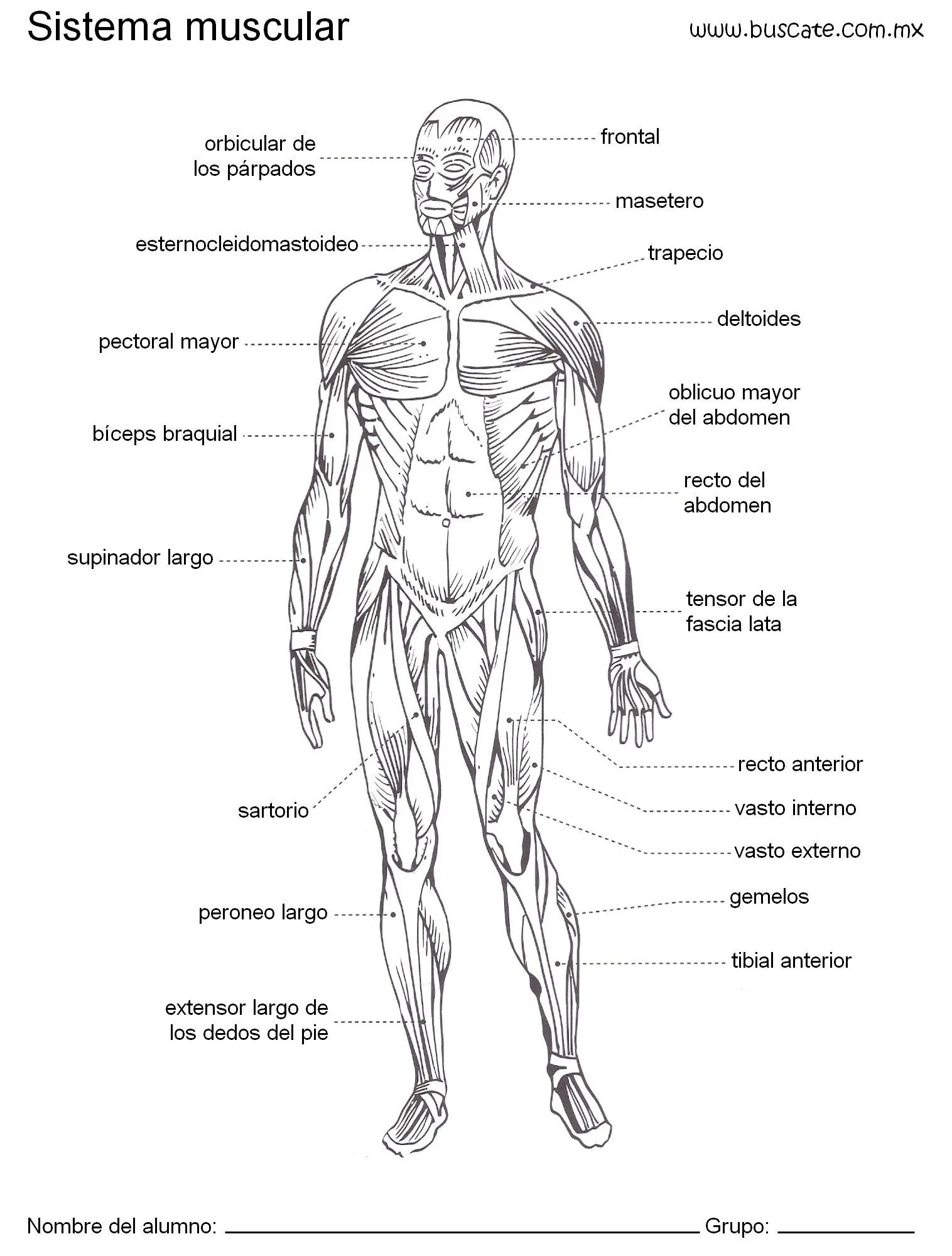 Esquema de sistema muscular con los nombres de sus partes ... Esquema de sistema muscular con los nombres de sus partes ...