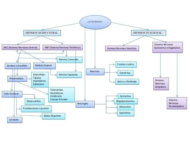 esquema del sistema nervioso