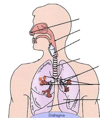 Esquema del sistema respiratorio sin nombres - Imagui
