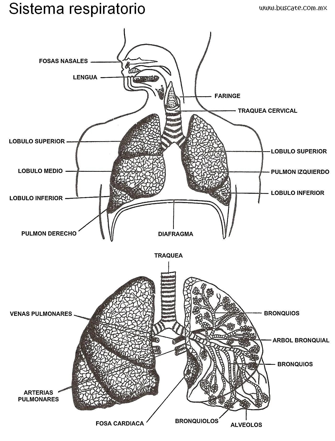 Esquema del sistema respiratorio con los nombres de sus partes. | Sistema respiratorio, Sistema respiratorio dibujo, Sistema respiratorio humano Esquema del sistema respiratorio con los nombres de sus partes. | Sistema respiratorio, Sistema respiratorio dibujo, Sistema respiratorio humano