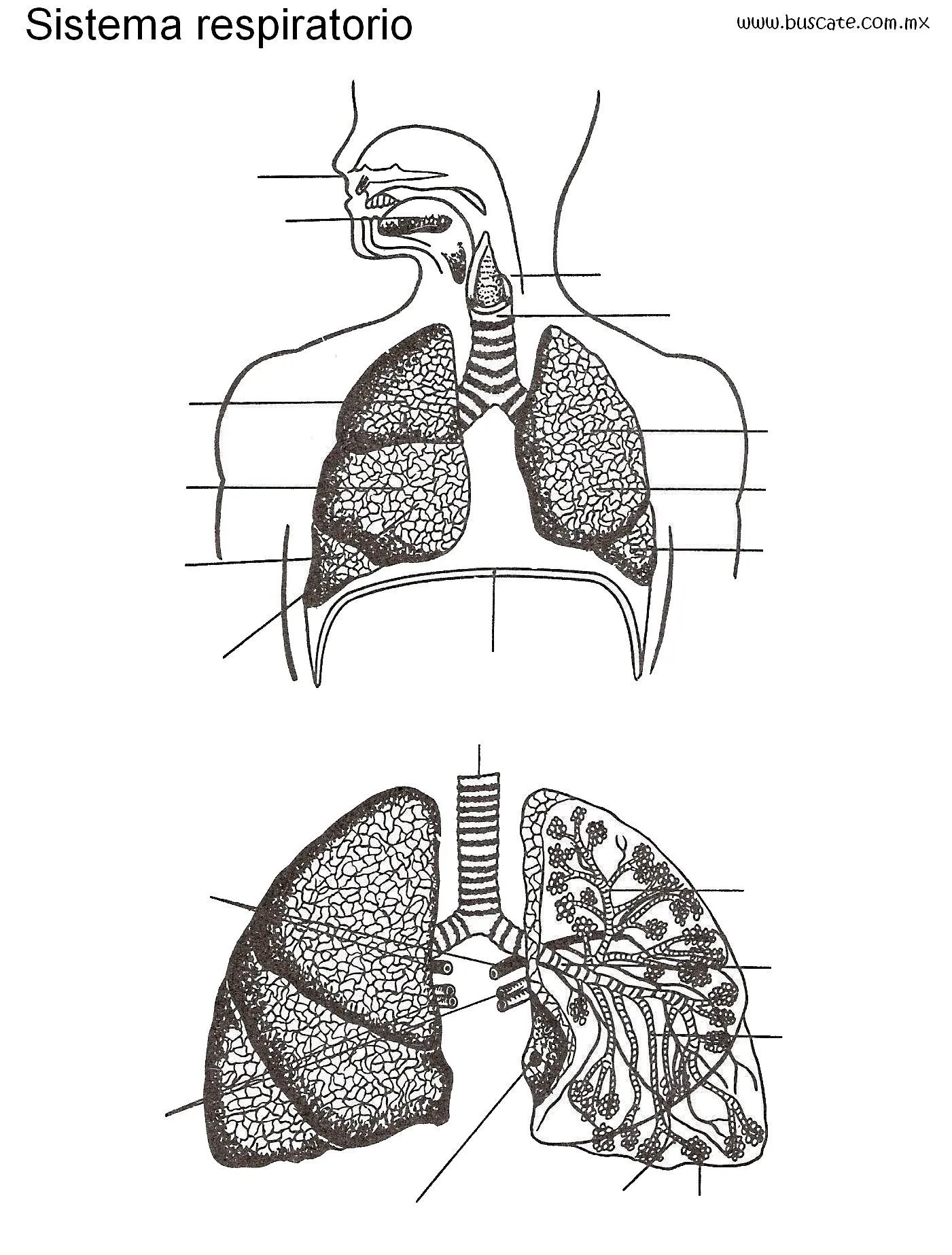Esquema del sistema respiratorio sin los nombres de sus partes. Para completar. | Aparato respiratorio dibujo, Sistema respiratorio, Sistema respiratorio dibujo Esquema del sistema respiratorio sin los nombres de sus partes. Para completar. | Aparato respiratorio dibujo, Sistema respiratorio, Sistema respiratorio dibujo