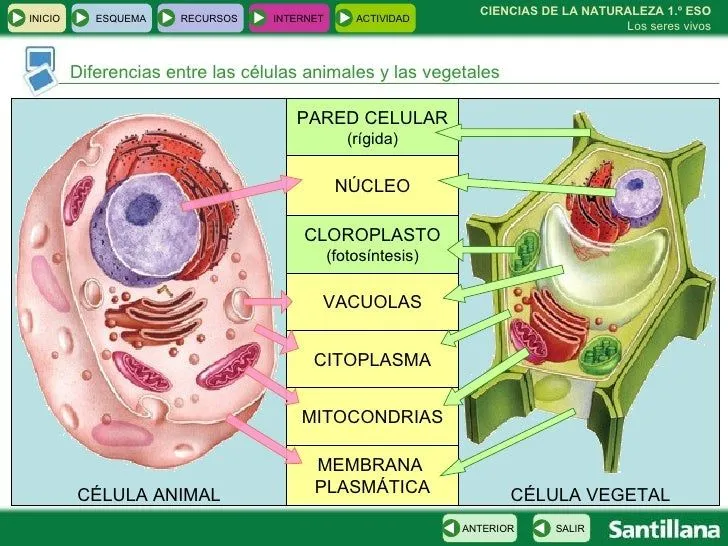 esquema-tema-1-eso-11-728.jpg? ...