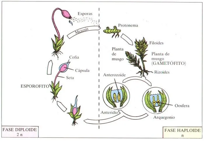 Esquemas y Gráficos