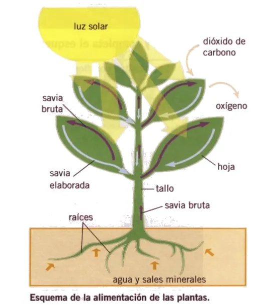 Las plantas - E-cuadernodavinia