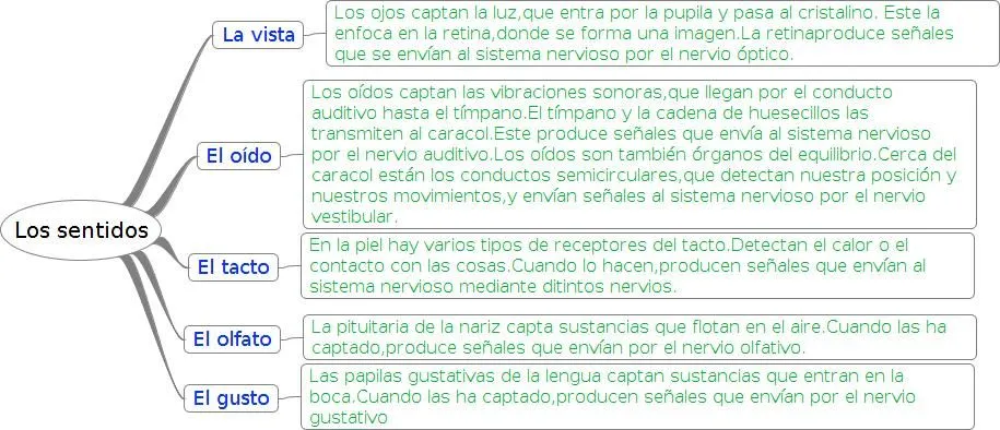 Esquemas de los 5 sentidos - Imagui