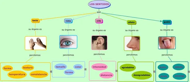 Esquemas de los sentidos | Recursos infantil | Pinterest | Carmen ... Esquemas de los sentidos | Recursos infantil | Pinterest | Carmen ...
