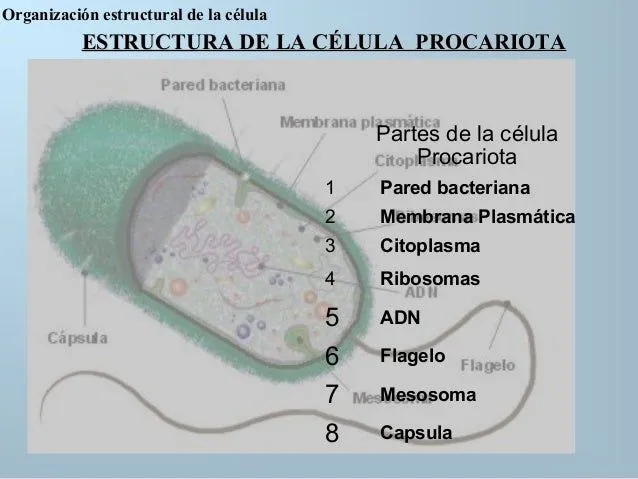 esta-si-es-la-celula-y-sus- ...