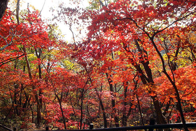 Estación de Otoño en Corea - Galería de fotos Estación de Otoño en Corea - Galería de fotos