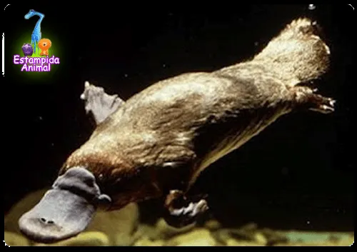 Estampida Animal .: El ornitorrinco, un curioso animal!
