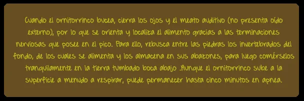 Estampida Animal .: El ornitorrinco, un curioso animal!