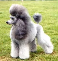 ESTANDAR RACIAL DEL FRENCH POODLE – CANICHE