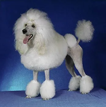 ESTANDAR RACIAL DEL FRENCH POODLE – CANICHE ESTANDAR RACIAL DEL FRENCH POODLE – CANICHE