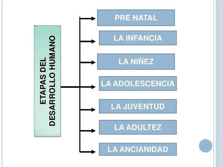 estapas-del-desarrollo-humano- ...