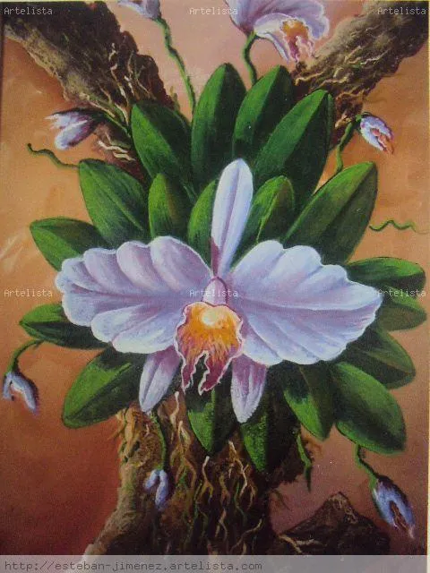 orquidea ESTEBAN JIMENEZ MARTINEZ 8298487770 - Artelista.com orquidea ESTEBAN JIMENEZ MARTINEZ 8298487770 - Artelista.com