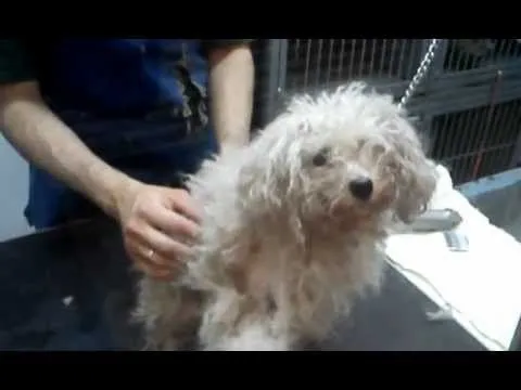 Estetica SPA CeBiVe Animal Friends Servicio Intensivo Perros ... Estetica SPA CeBiVe Animal Friends Servicio Intensivo Perros ...