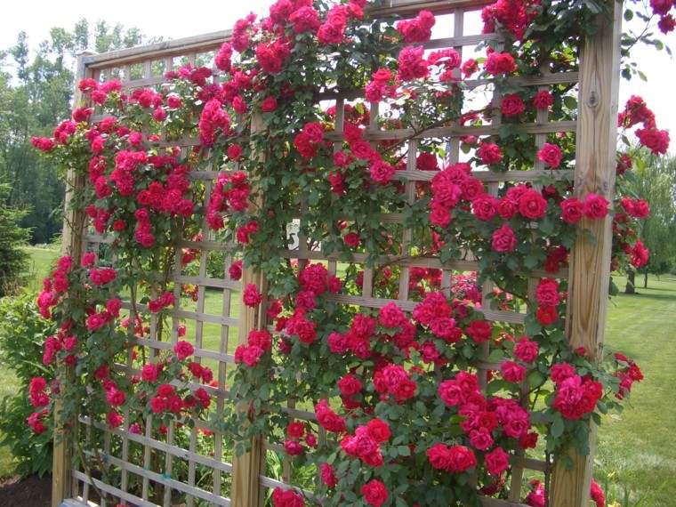 Estilo en el jardín con enrejados para plantas trepadoras -