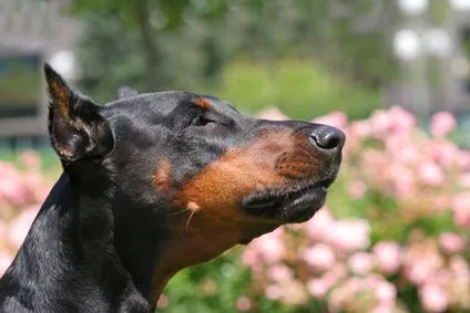 Estilos de cortes de orejas para Dobermans | eHow en Español Estilos de cortes de orejas para Dobermans | eHow en Español