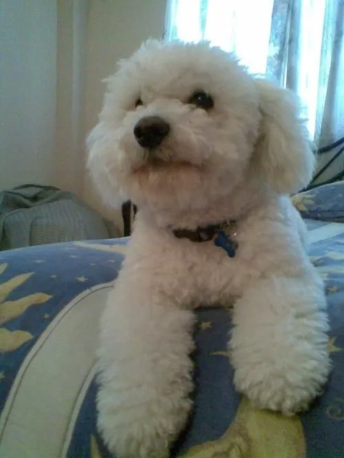 frenchpoodle1122 - frenchpoodle1122