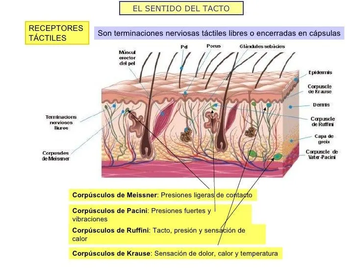estmulo-y-respuesta-receptores ...