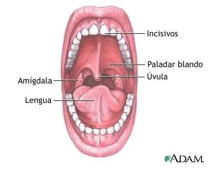 ESTOMATOLOGIA INTEGRAL: LA BOCA Y SUS PARTES