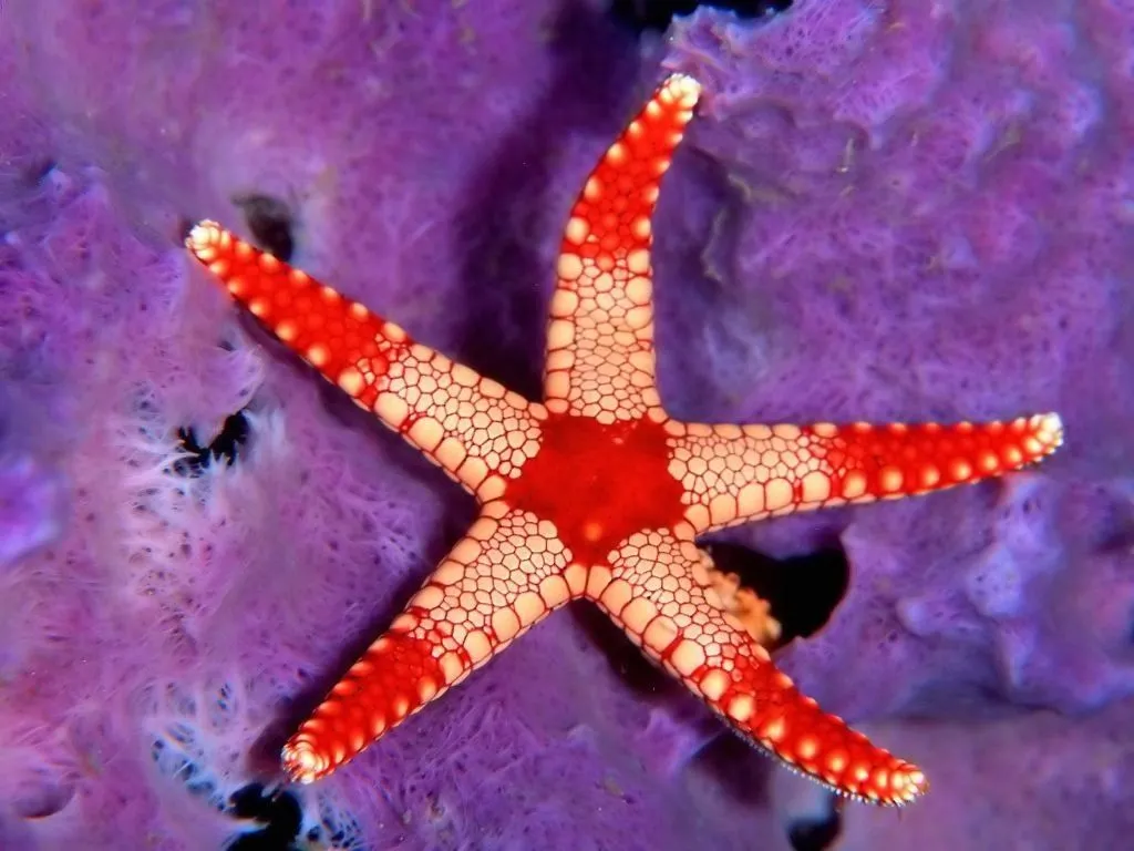 Estrella de mar