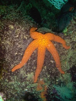 estrella de mar para colorear