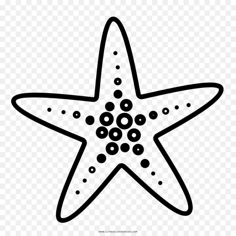 Estrella De Mar, Dibujo, Libro Para Colorear imagen png - imagen transparente descarga gratuita Estrella De Mar, Dibujo, Libro Para Colorear imagen png - imagen transparente descarga gratuita