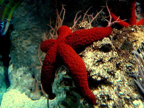 La estrella de mar, inocente y voraz | Universo Marino La estrella de mar, inocente y voraz | Universo Marino