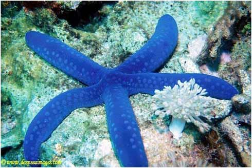 Las estrellas de mar más bonitas del planeta | Las estrellas de mar más bonitas del planeta |