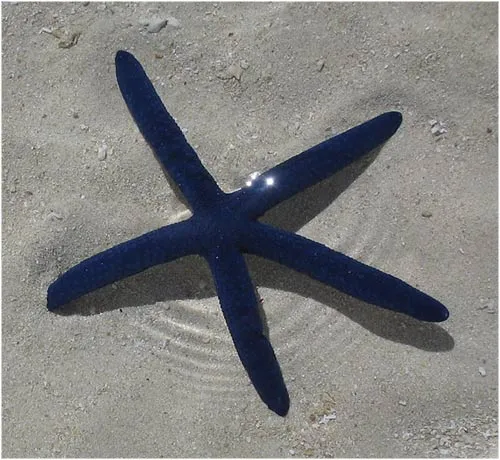 Las estrellas de mar más bonitas del planeta | LaReserva Las estrellas de mar más bonitas del planeta | LaReserva