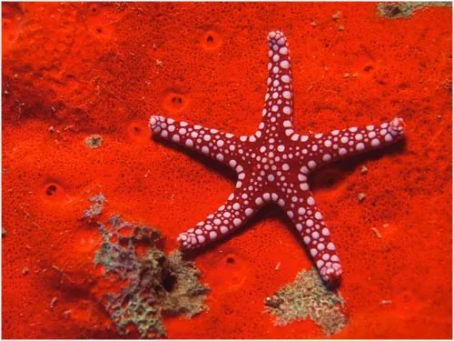 Todo lo creado antes ha sido pensado...: Las estrellas más bonitas Todo lo creado antes ha sido pensado...: Las estrellas más bonitas