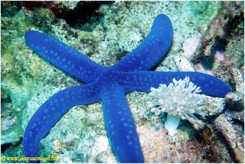 Las estrellas de mar más hermosas del planeta - Taringa! Las estrellas de mar más hermosas del planeta - Taringa!