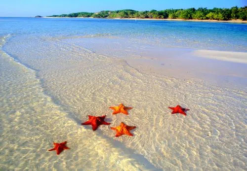 Estrella De Mar | WALLFONDO