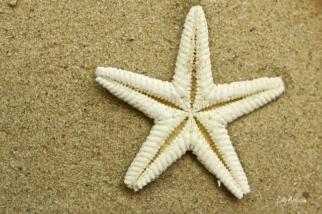 Estrellita de Mar / Small Sea Star | Flickr - Photo Sharing! Estrellita de Mar / Small Sea Star | Flickr - Photo Sharing!