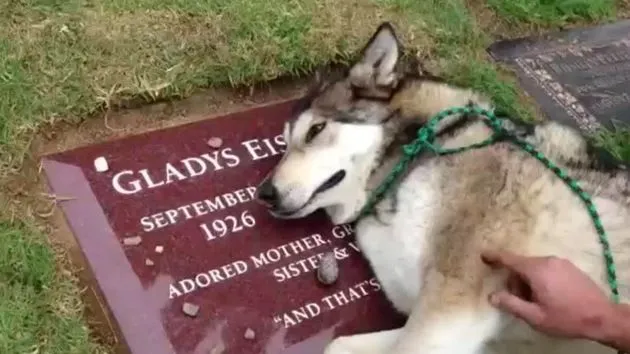 Estremecedoras imágenes: Un perro lobo 'llora' desconsolado ante ...