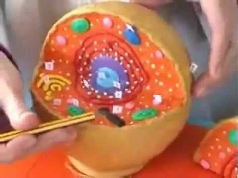 Estructura de la célula eucariota animal - YouTube Estructura de la célula eucariota animal - YouTube