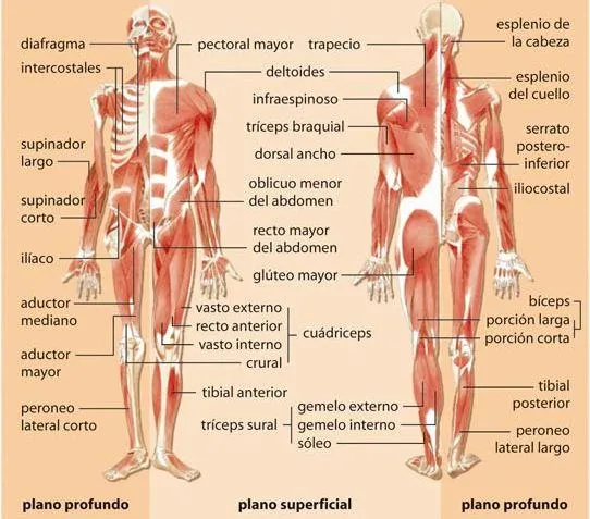 La estructura del cuerpo humano y sus partes - Imagui La estructura del cuerpo humano y sus partes - Imagui