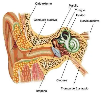Estructura dibujos del oído estructura para colorear - Imagui Estructura dibujos del oído estructura para colorear - Imagui
