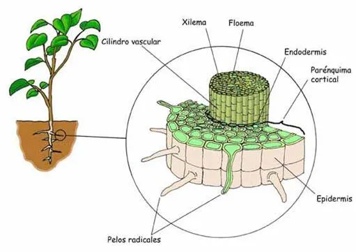 Estructura y fisiología de las plantas - Monografias.com