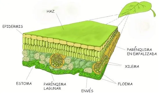 Estructura y fisiología de las plantas - Monografias.com
