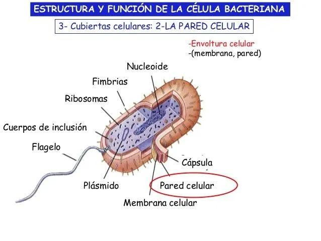 estructura-y-funcion-de-la- ...