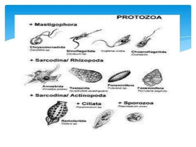 estructura-y-tipos-de-suelo-2- ...