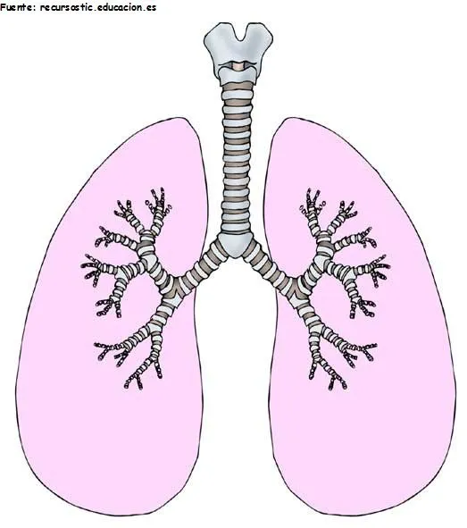 estructuras del sistema respiratorio - Currículum en línea ... estructuras del sistema respiratorio - Currículum en línea ...