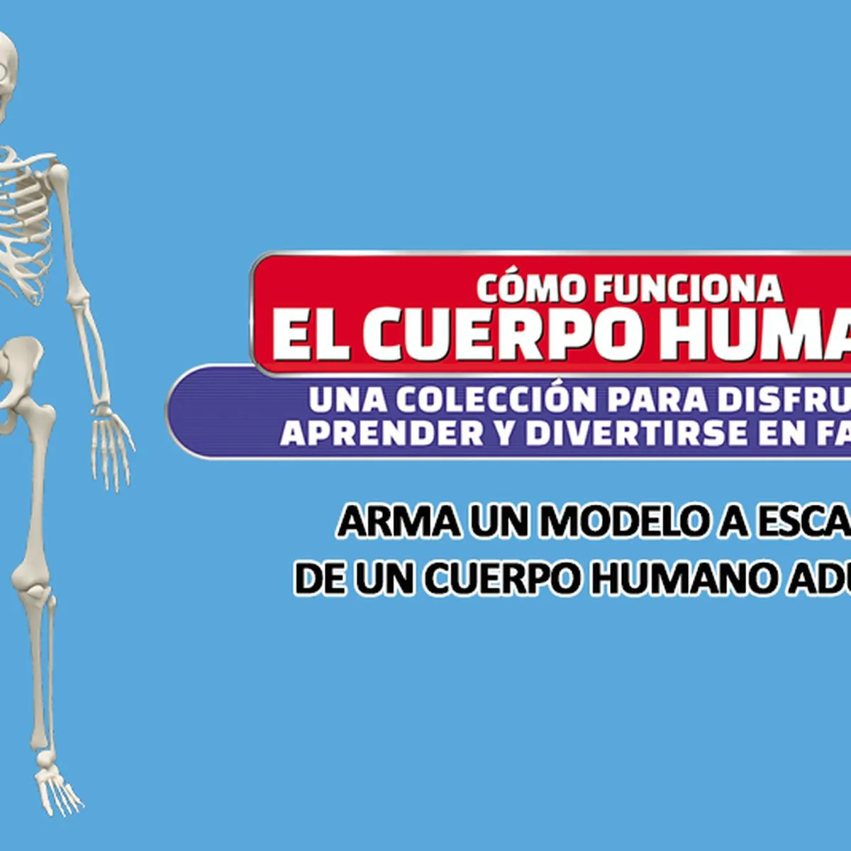 Estudia el Cuerpo Humano al detalle | COLECCIONES-EL-COMERCIO | EL COMERCIO PERÚ Estudia el Cuerpo Humano al detalle | COLECCIONES-EL-COMERCIO | EL COMERCIO PERÚ