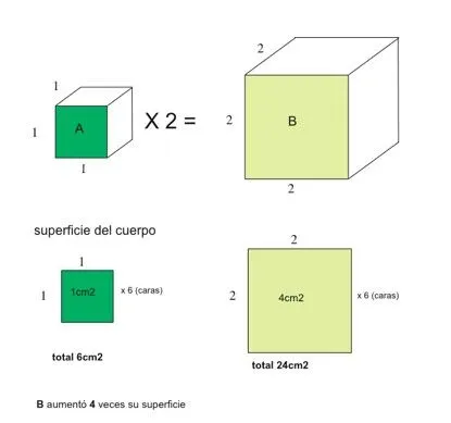 ESTUDIO Y APLICACIÓN DE LA CATENARIA - Casiopea ESTUDIO Y APLICACIÓN DE LA CATENARIA - Casiopea