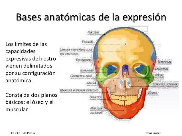 Estudio morfológico de la figura y el rostro 2ª parte