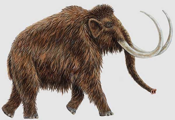 Estudios para devolver la vida al Mamut